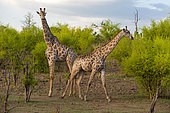A female southern giraffe, Giraffa camelopardalis, walking away from a male. Chobe National Park, Botswana.