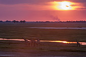 A herd of southern giraffes, Giraffa camelopardalis, walking along the Chobe River at sunset. Chobe River, Chobe National Park, Botswana.