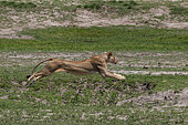 A sub-adult lioness, Panthera leo, running. Chobe National Park, Botswana.