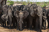 A herd of African elephants, Loxodonta africana, looking for shade under a tree in the middle of the day. Chobe National Park, Botswana.