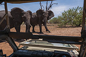 Two African elephants, Loxodonta africana, striking aggressive warning poses towards the photographer. Chobe National Park, Botswana.