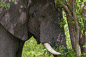 An African elephant, Loxodonta africana, feeding on leaves from a tree. Khwai Concession Area, Okavango, Botswana.