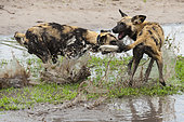 Two wild dogs or painted wolves, Lycaon pictus one with a GPS collar, fighting in the water. Khwai Concession Area, Okavango, Botswana.
