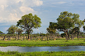 Impalas, Aepyceros melampus, walking along a waterway in the Okavango delta. Khwai Concession Area, Okavango, Botswana.