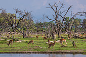 Impalas, Aepyceros melampus, grazing near a waterway among flood-killed trees. Khwai Concession Area, Okavango, Botswana.