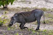 A warthog, Phacochoerus africanus, grazing. Khwai Concession, Okavango Delta, Botswana.
