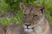 Close up portrait of a lioness, Panthera leo, resting. Khwai Concession Area, Okavango, Botswana.