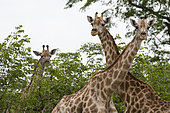 A portrait of three female southern giraffes, Giraffa camelopardalis, looking at the camera. Khwai Concession Area, Okavango, Botswana.