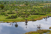 An aerial view the Okavango Delta floodplains. Okavango Delta, Botswana.
