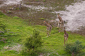 An aerial view of southern giraffes, Giraffa camelopardalis, running. Okavango Delta, Botswana.