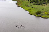 An aerial view of a herd of hippopotamuses, Hippopotamus amphibius, in the water. Okavango Delta, Botswana.