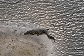 An aerial view of a Nile crocodile, Crocodylus niloticus, resting on a river bank near hippopotamus tracks in mud. Okavango Delta, Botswana.