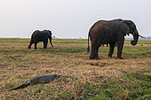 Three African elephants, Loxodonta africana, grazing on a Chobe river bank near a Nile crocodile, Crocodilus niloticus. Chobe River, Chobe National Park, Botswana.