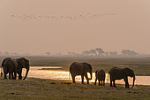 A herd of African elephants, Loxodonta africana, along the banks of Chobe River at sunset. Chobe National Park, Botswana.