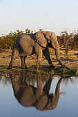 An African elephant, Loxodonta africana, walking beside a waterhole. Okavango Delta, Botswana.