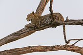 A leopard, Panthera pardus, resting in a tree top, warming up with the last rays of sun. Okavango Delta, Botswana.