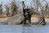 An African elephant, Loxodonta africana, mudding at a waterhole. Okavango Delta, Botswana.