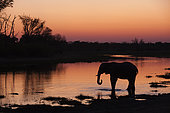 An African elephant, Loxodonta africana, drinking in the Khwai River at sunset. Khwai River, Okavango Delta, Botswana.