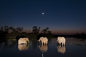 Three African elephants, Loxodonta africana, drinking in the Khwai River at night. Khwai River, Okavango Delta, Botswana.
