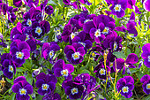 Horned Pansy (Viola cornuta) 'Halo Purple' in bloom