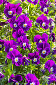 Horned Pansy (Viola cornuta) 'Halo Purple' in bloom