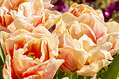 'Foxy Foxtrot' double hasty Tulip, flowers