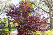 Erable du japon (Acer japonicum) 'Sumagai', Ecole du Breuil, Bois de Vincennes, Paris, France