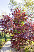 Erable du japon (Acer japonicum) 'Sumagai', Ecole du Breuil, Bois de Vincennes, Paris, France