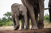 An African elephant calf, Loxodonta africana, protected by its mother. Mashatu Game Reserve, Botswana.