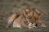 Close up portrait of a lioness, Panthera leo, sleeping. Masai Mara National Reserve, Kenya.