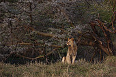 Portrait of a sub-adult male lion, Panthera leo, resting near a tree. Masai Mara National Reserve, Kenya.