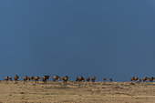 Troupeau de Gnous à queue noire (Connochaetes taurinus) en migration marchant vers la crête d'une colline. Réserve nationale du Masai Mara, Kenya.