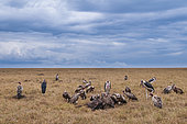 Vultures and marabou storks feeding on a wildebeest carcass. Masai Mara National Reserve, Kenya.