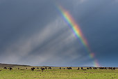 A herd of wildebeests, Connochaetes taurinus, grazing under a stormy sky with a rainbow. Masai Mara National Reserve, Kenya.