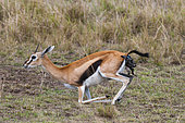 A Thomson's gazelle, Gazella thomsonii, giving birth. Masai Mara National Reserve, Kenya.