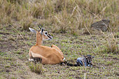 A Thomson's gazelle, Gazella thomsonii, with her newborn and still attached placenta. Masai Mara National Reserve, Kenya.