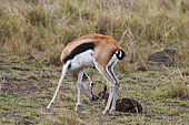 A Thomson's gazelle, Gazella thomsonii, grooming and removing the placenta from her newborn. Masai Mara National Reserve, Kenya.