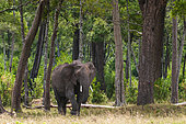 A female African elephant, Loxodonta africana, in a wooded landscape. Masai Mara National Reserve, Kenya.