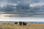 Éléphants d'Afrique (Loxodonta africana) marchant dans la savane sous un ciel nuageux. Réserve nationale du Masai Mara, Kenya.