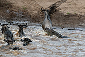 A Nile crocodile, Crocodilus niloticus, attacking a wildebeest, Connochaetes taurinus, crossing a river. Mara River, Masai Mara National Reserve, Kenya.
