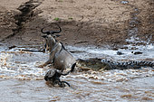 A Nile crocodile, Crocodilus niloticus, attacking a wildebeest, Connochaetes taurinus, crossing the Mara River. Mara River, Masai Mara National Reserve, Kenya.