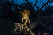 A lioness, Panthera leo, walking along a fallen tree trunk at night. Mala Mala Game Reserve, South Africa.