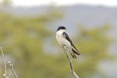 Chilean Swallow (Tachycineta leucopyga), Hirundinidae, in spring, Lago Sofia, approx. Puerto Natales, XII Magallanes Region and Chilean Antarctica, Chile