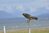 Peregrine Falcon (Falco peregrinus), Falconidae, around Puerto Natales, XII Magallanes Region and Chilean Antarctica, Chile