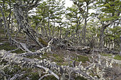 Southern Beech Forest (Nothofagus antarctica), Cerro Dorotea, near Puerto Natales, XII Magallanes Region and Chilean Antarctica, Chile