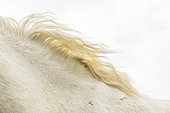 Camargue horse mane, France
