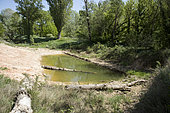 Pond in spring after winter digging, amphibian conservation operation, Luberon Regional Nature Park, Vaucluse, France.