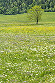 Wild meadow in flower in spring, Autrans, Vercors Regional Nature Park, Isère, France