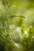 Young Conehead Mantis (Empusa pennata) on a pine tree, Luberon, Vaucluse, France