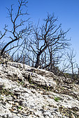 Burnt area in the Luberon Regional Nature Park, Vaucluse, France